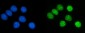 Anti-PCNA Antibody Picoband™ (monoclonal, 2G2)